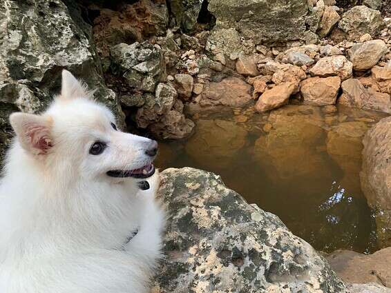 שימו לב לא לתת לכלב לשתות משלוליות של מים עומדים